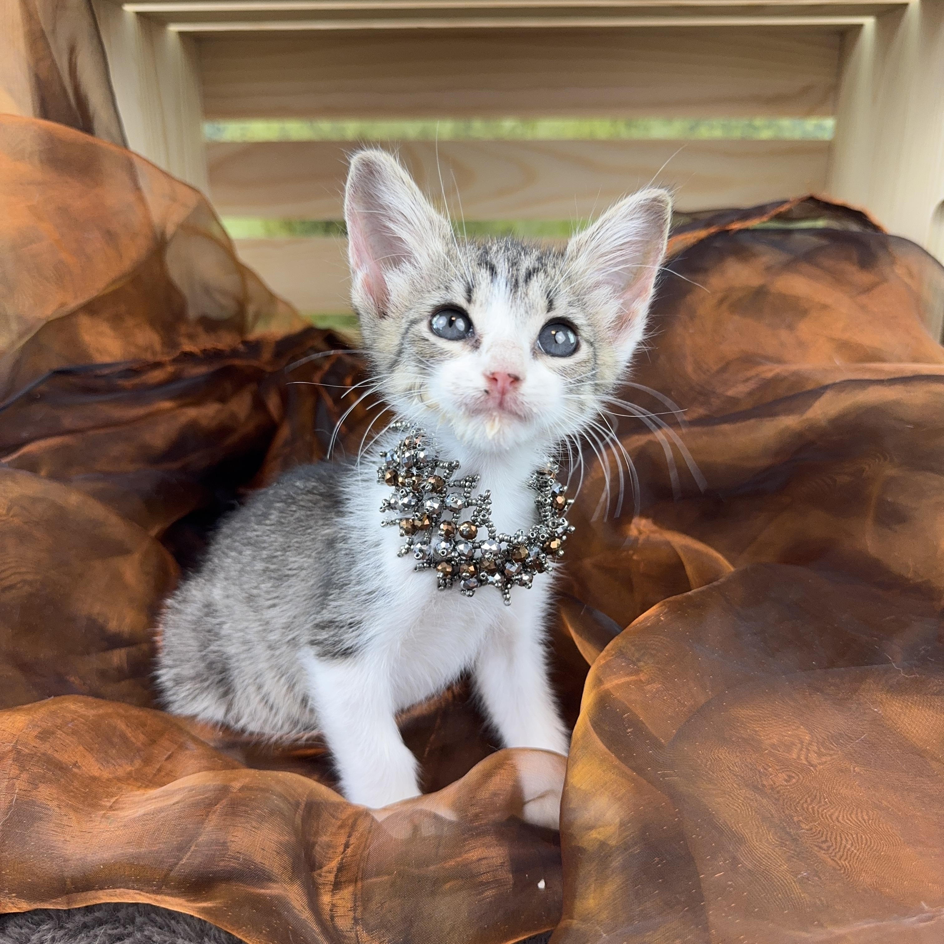 Pebbles tiny but mighty, a Adoptable Tabby in Houston, TX image 6/6