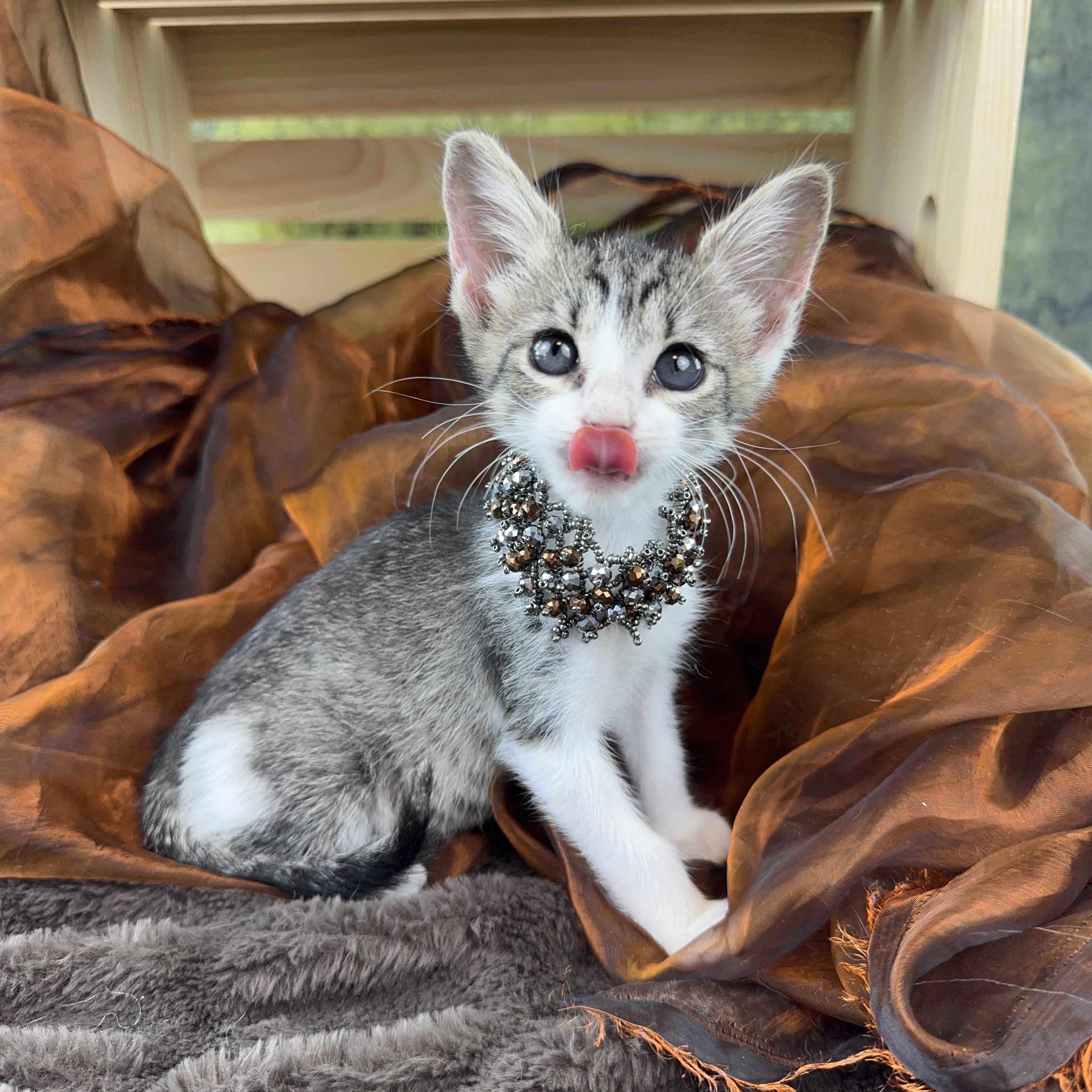 Pebbles tiny but mighty, Adoptable, Kitten Female Tabby.
