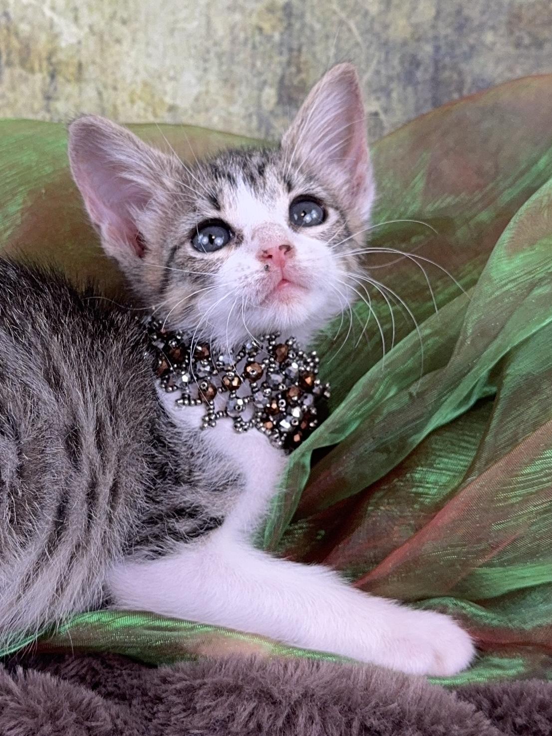 Pebbles tiny but mighty, a Adoptable Tabby in Houston, TX image 2/6