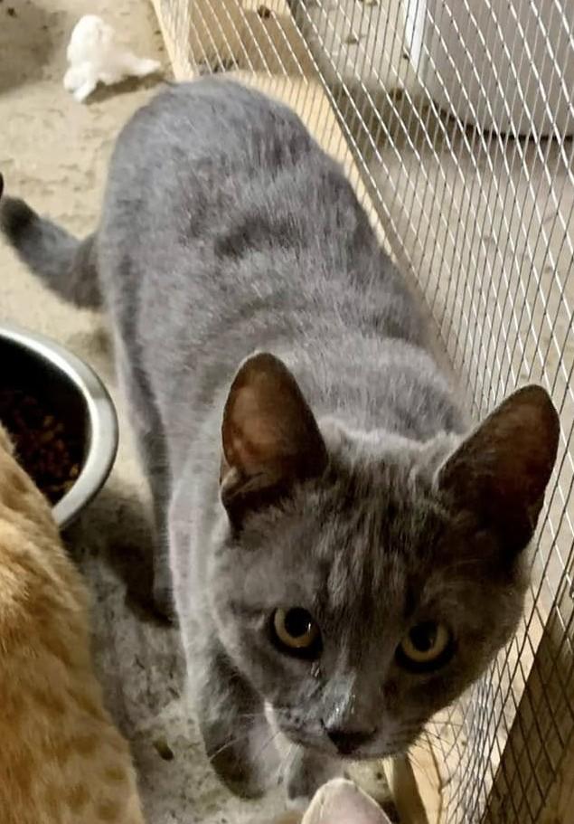 Munchkin, Adopted, Young Female American Shorthair.