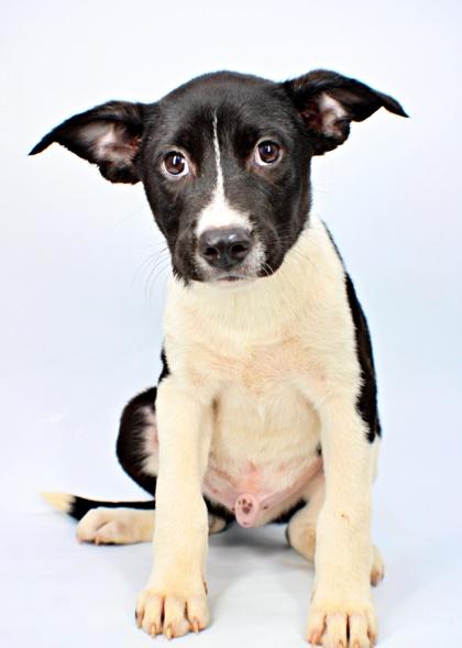 Wish Bear, Adoptable, Puppy Male Pit Bull Terrier & Mixed Breed.