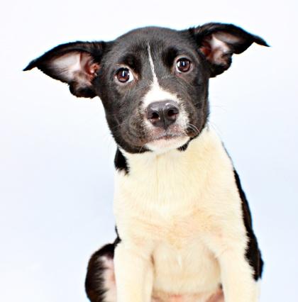 Enlarge Wish Bear, a Adoptable mixed breed in Morton Grove, IL image 2/3