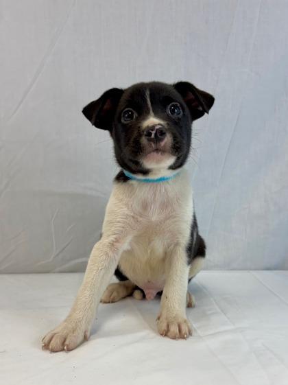 Enlarge Wish Bear, a Adoptable mixed breed in Morton Grove, IL image 3/3