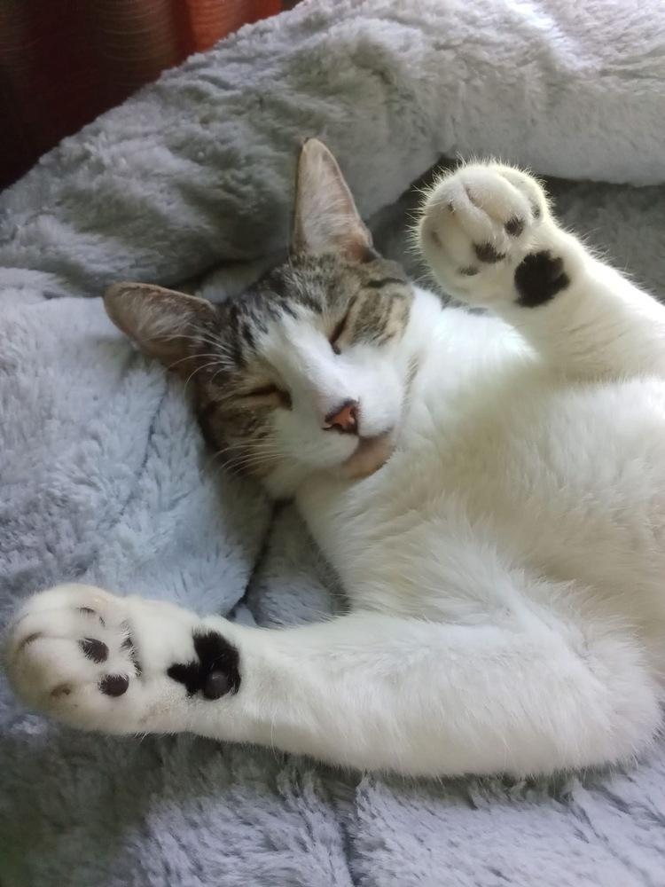 Pandora, Adoptable, Young Female Tabby.
