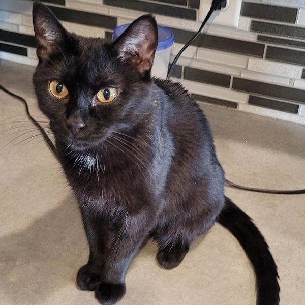 Tippy, Adoptable, Senior Female Domestic Short Hair.