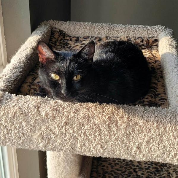 Enlarge Tippy, a Adoptable mixed breed in Des Moines, IA image 2/6