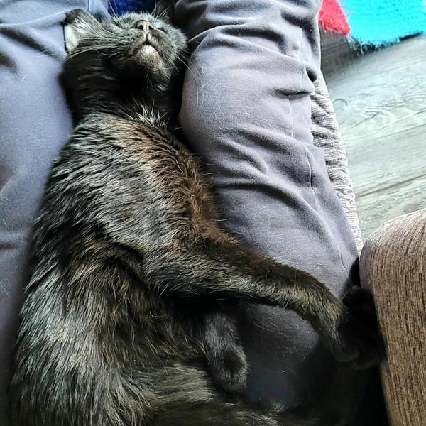 Enlarge Tippy, a Adoptable mixed breed in Des Moines, IA image 3/6