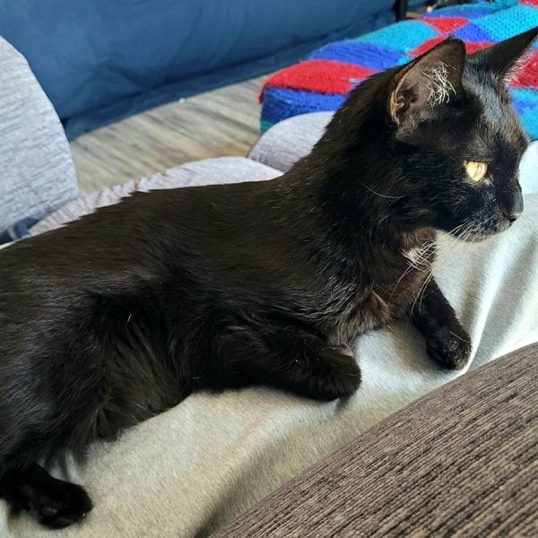 Enlarge Tippy, a Adoptable mixed breed in Des Moines, IA image 4/6