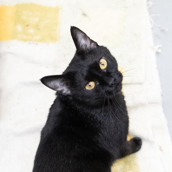 Enlarge Tippy, a Adoptable mixed breed in Des Moines, IA image 5/6