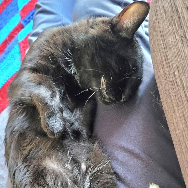 Enlarge Tippy, a Adoptable mixed breed in Des Moines, IA image 6/6