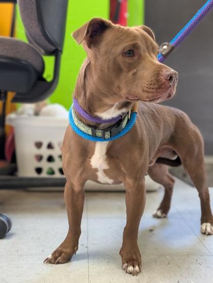 Enlarge Curly, an adopted mixed breed in Inverness, FL image 2/2