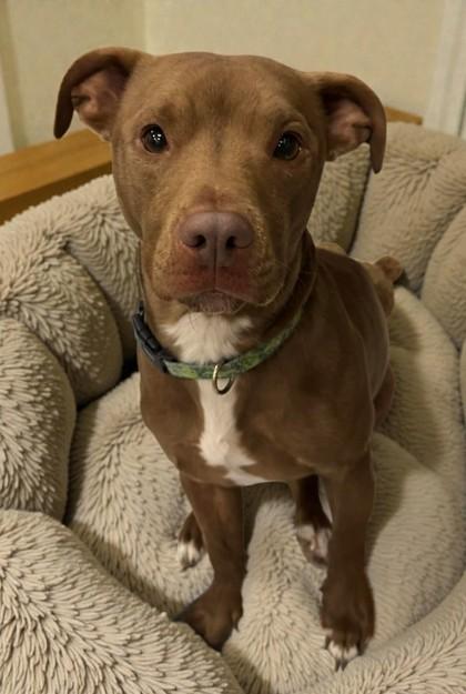 Enlarge Curly, an adopted mixed breed in Inverness, FL image 1/2