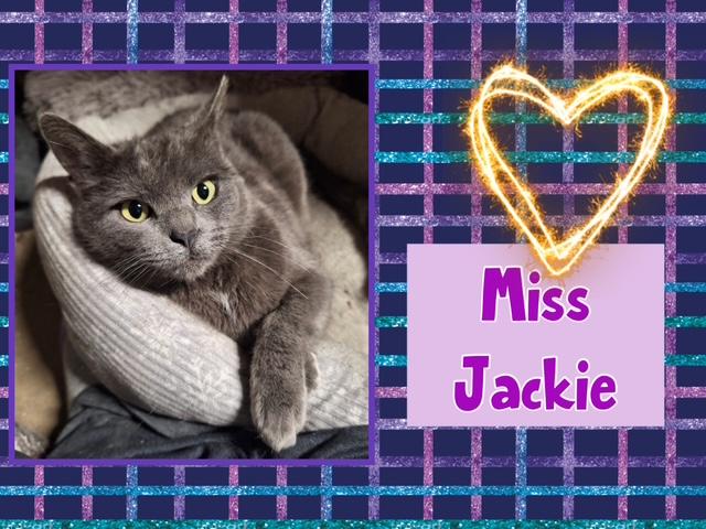 Enlarge Jackie, an adopted Domestic Short Hair in Kearney, NE image 1/2