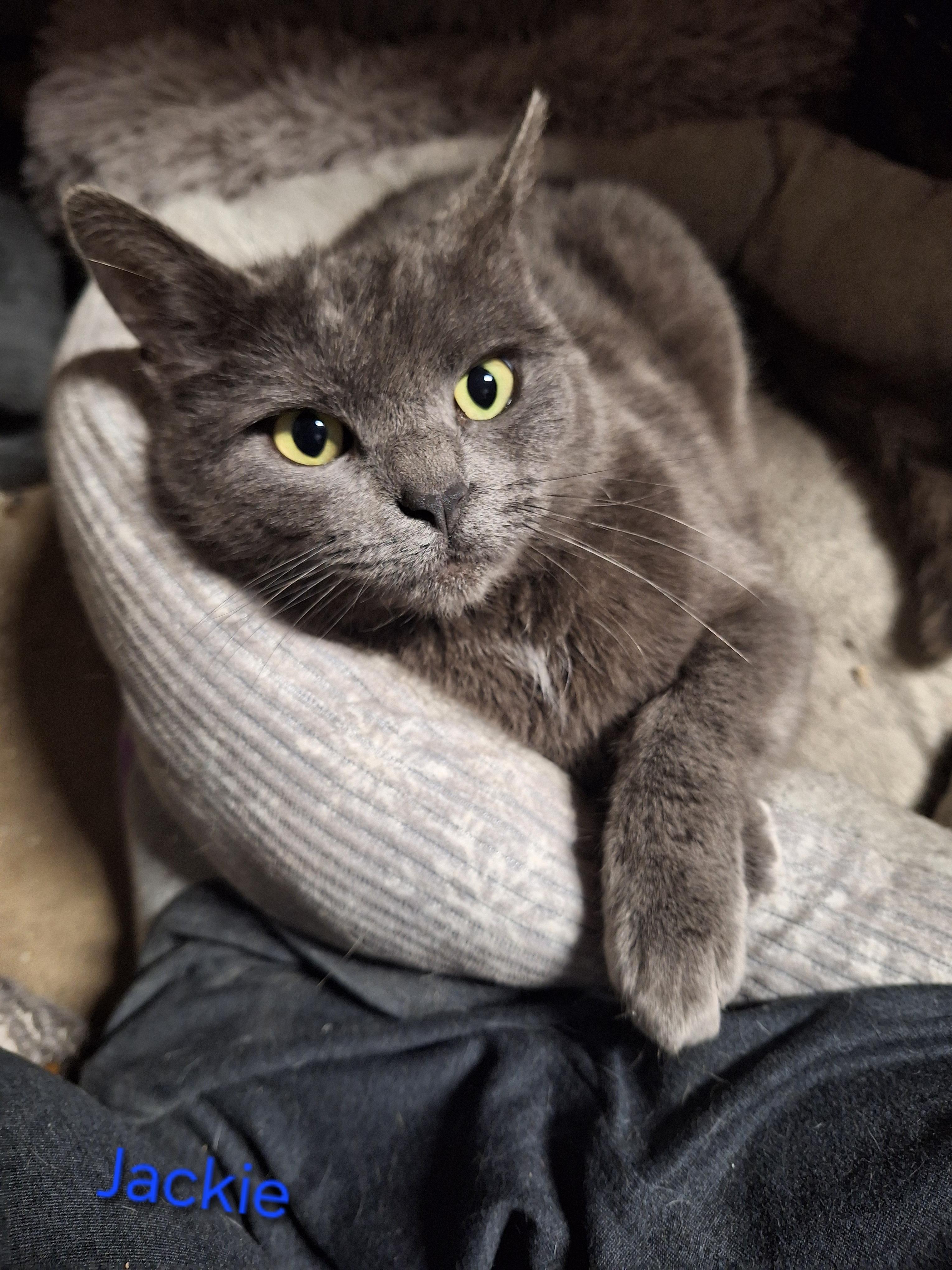 Enlarge Jackie, an adopted Domestic Short Hair in Kearney, NE image 2/2