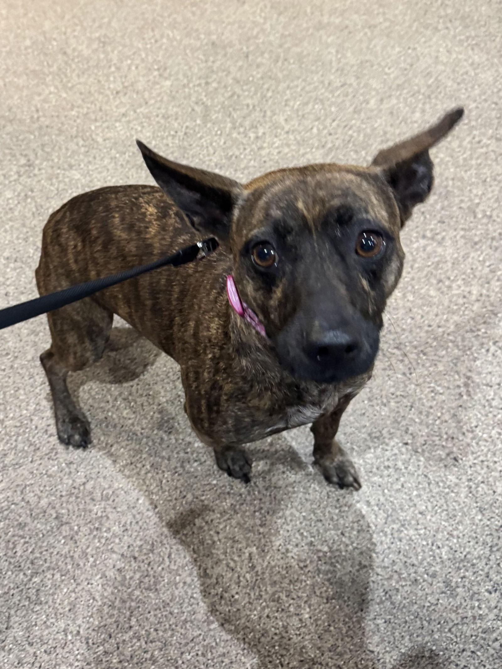 Liora FH, Adoptable, Adult Female Chihuahua & Terrier.