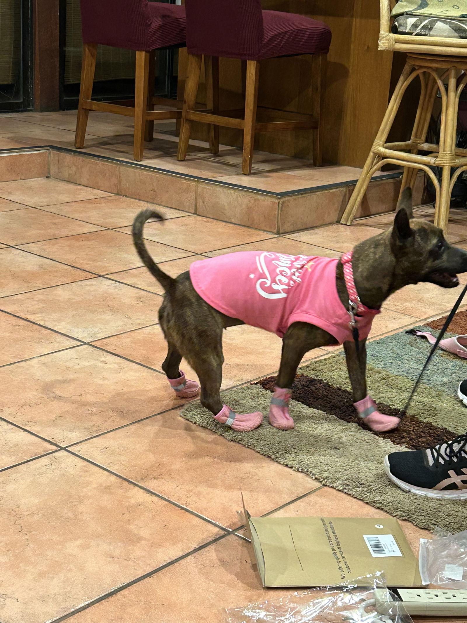 Enlarge Liora FH, a Adoptable mixed breed in Sanford, FL image 2/3