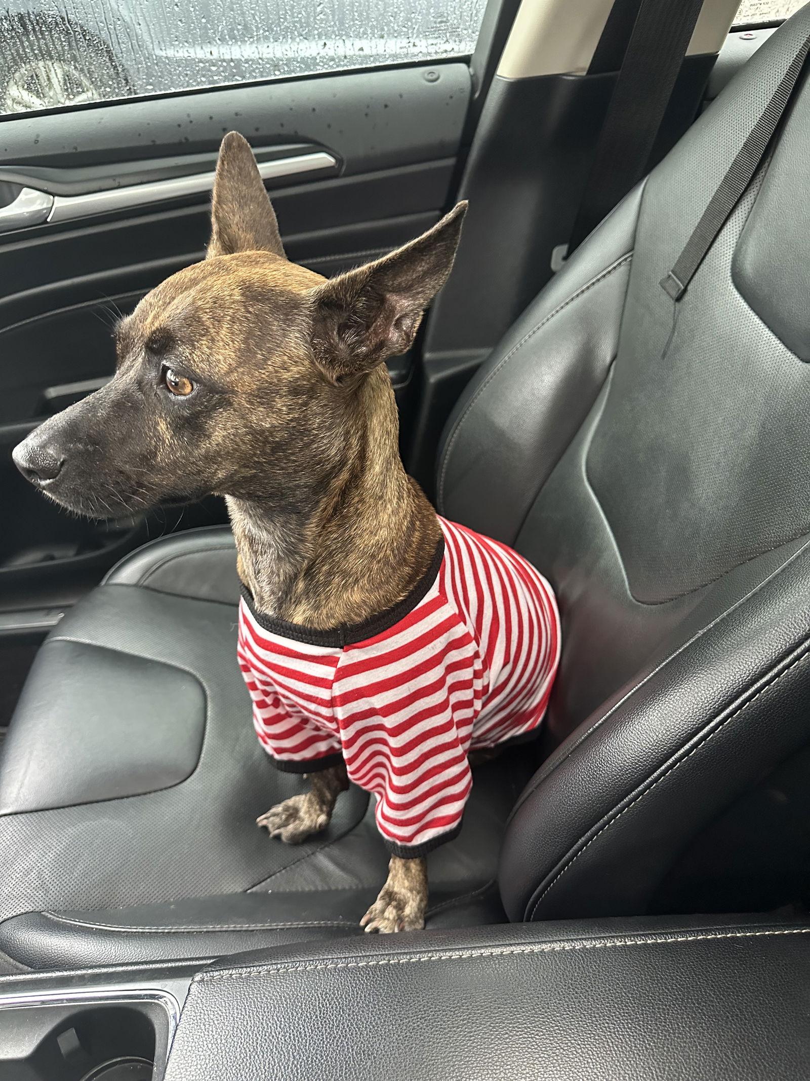 Enlarge Liora FH, a Adoptable mixed breed in Sanford, FL image 3/3