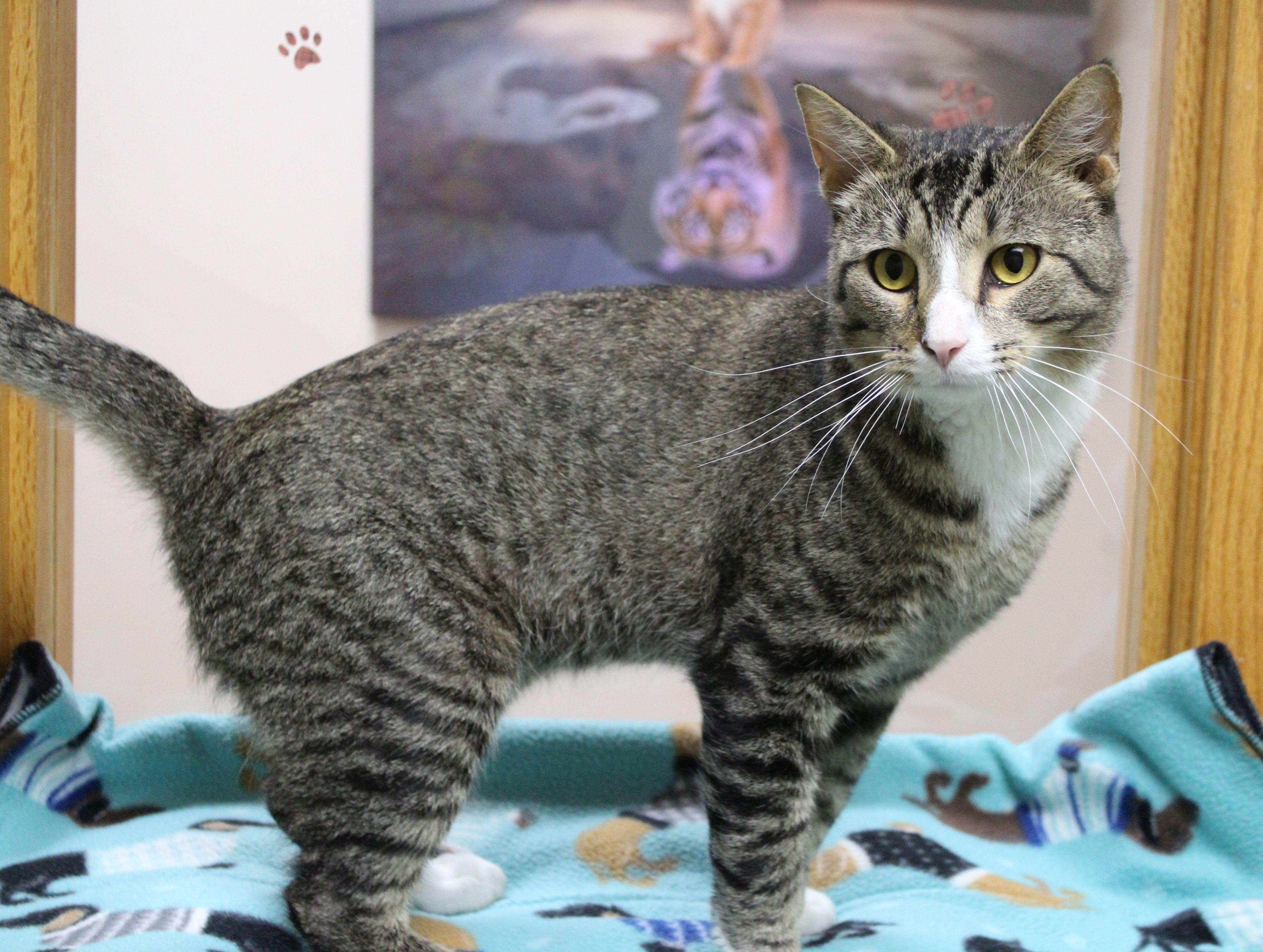 Danny, ADOPTABLE, Adult Male Domestic Short Hair.