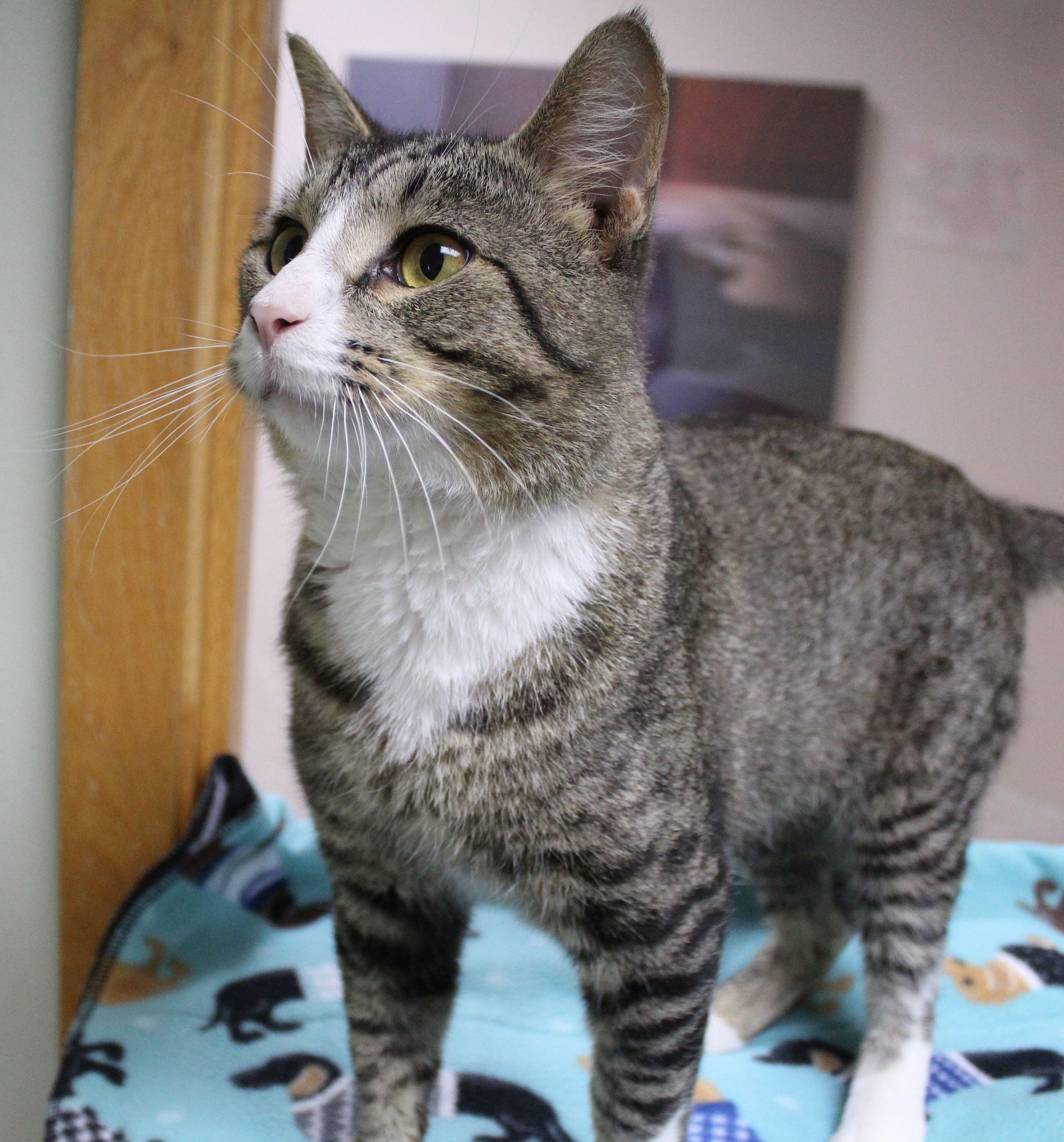 Enlarge Danny, a ADOPTABLE Domestic Short Hair in Portage, WI image 3/3