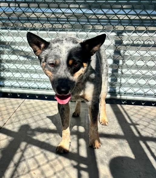 Reed, Adopted, Young Male Cattle Dog.