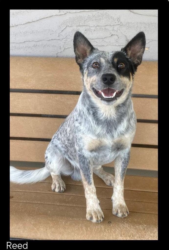 Enlarge Reed, a Adopted Cattle Dog in Chino Valley, AZ image 2/2