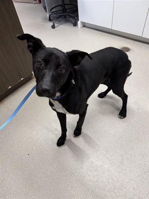 Enlarge TWO, a Adoptable mixed breed in Fairbanks, AK image 1/1