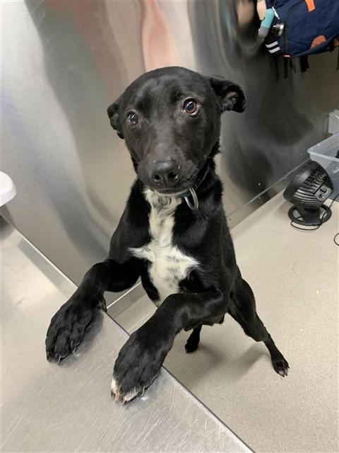 Enlarge TWO, a Adoptable mixed breed in Fairbanks, AK image 1/1