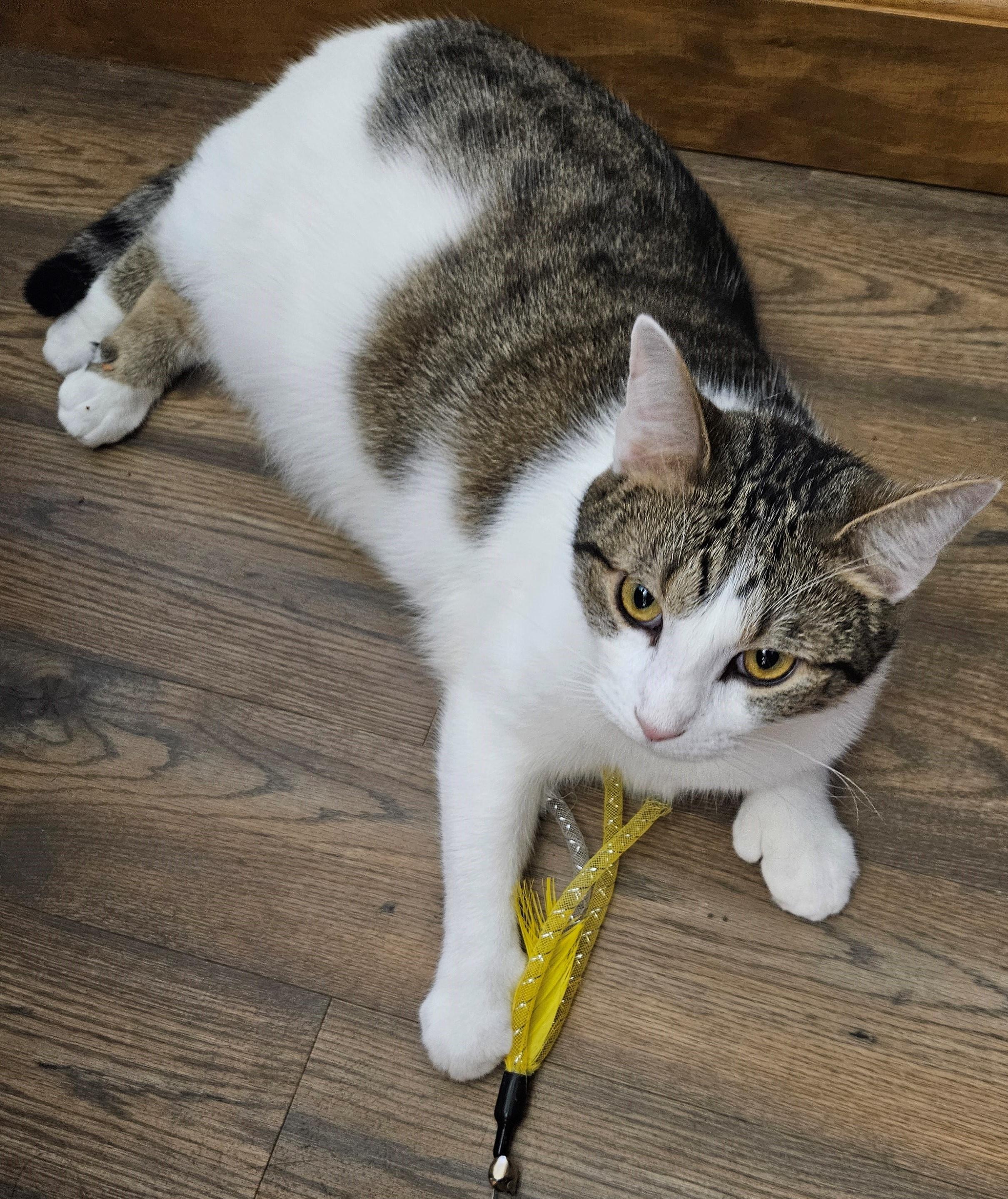 Enlarge Toe'd, a Adoptable Domestic Short Hair in Bridgewater, NJ image 2/4