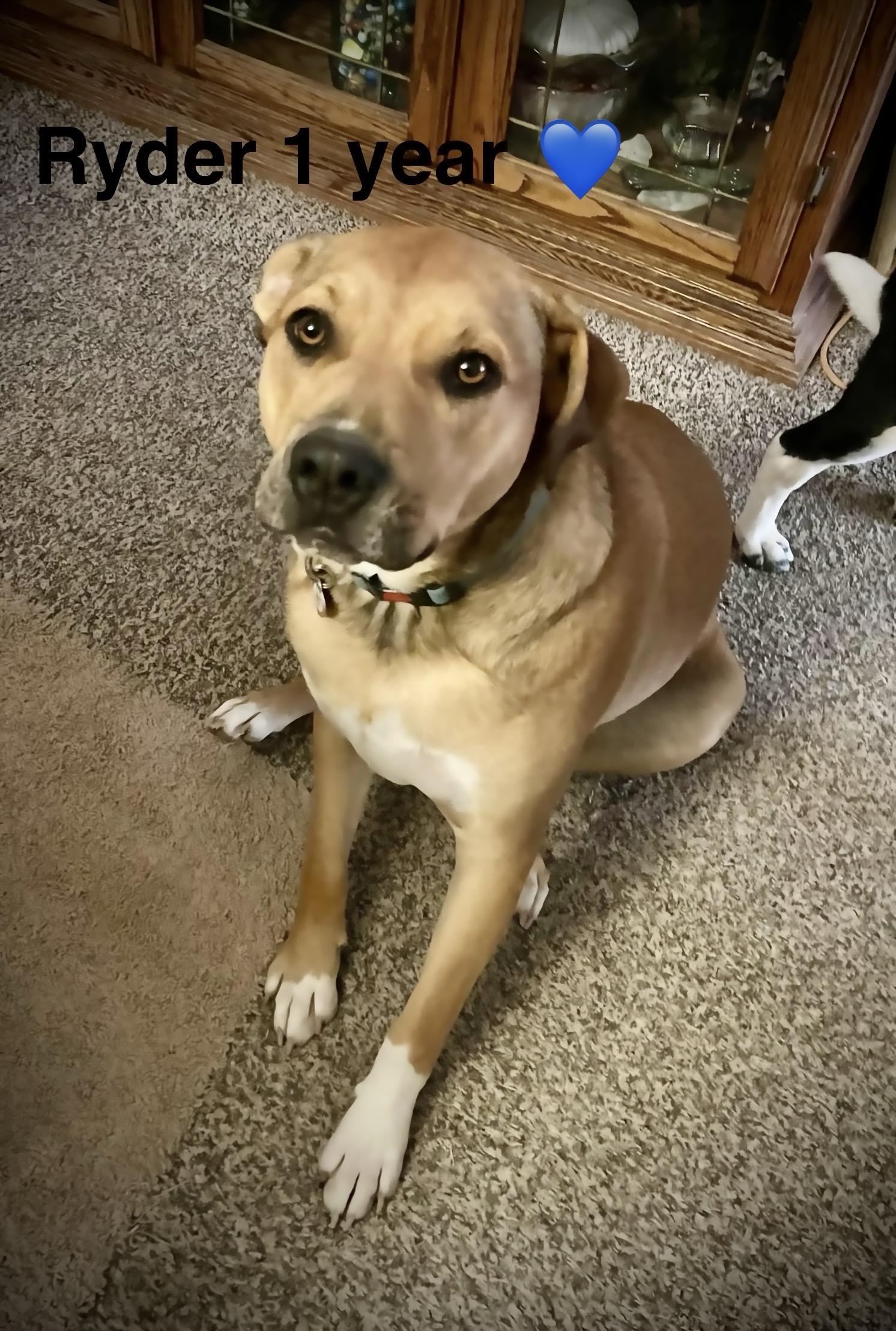 Ryder, a Adoptable mixed breed in Jerome, ID image 1/6