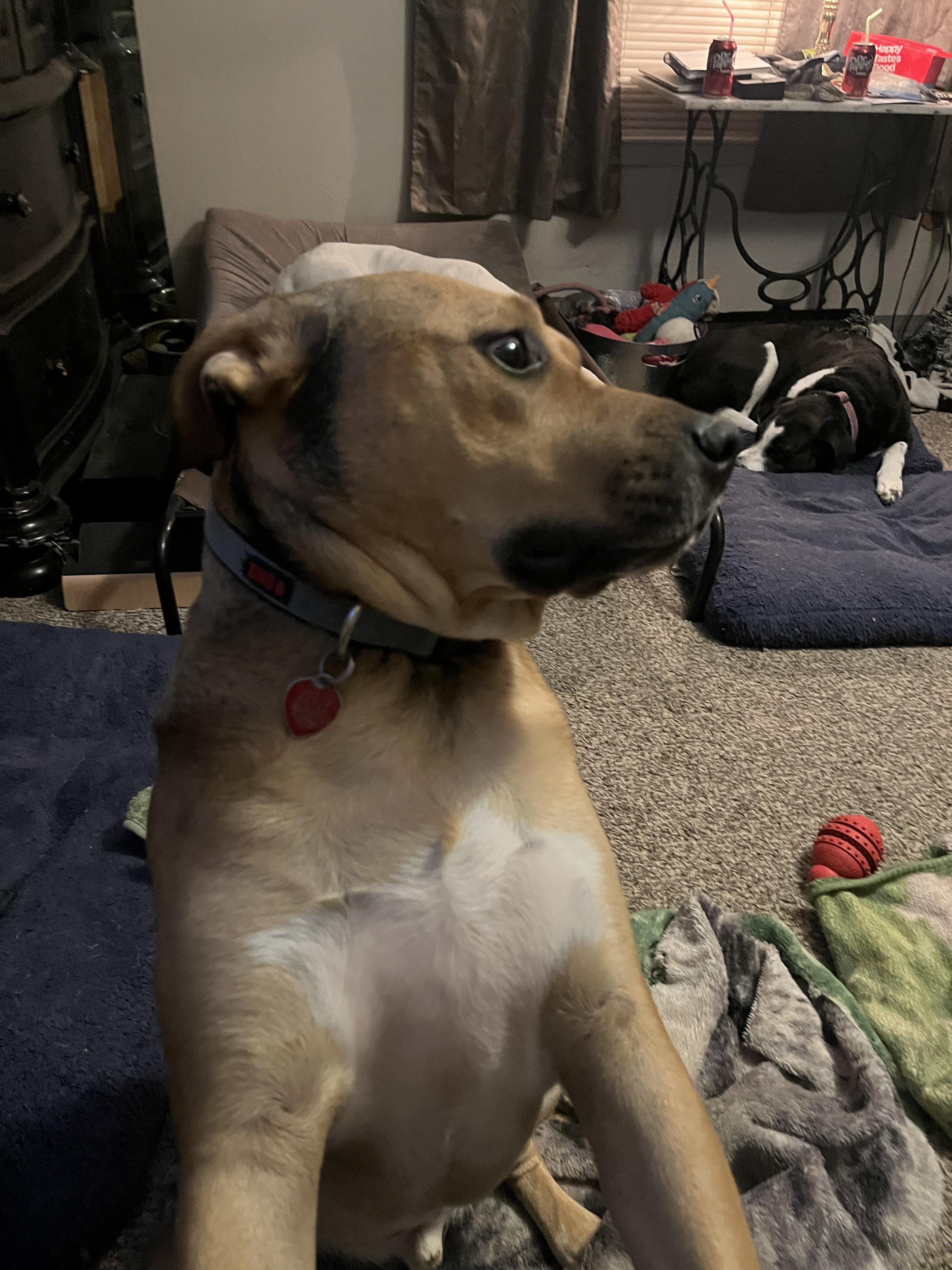 Ryder, a Adoptable mixed breed in Jerome, ID image 2/6