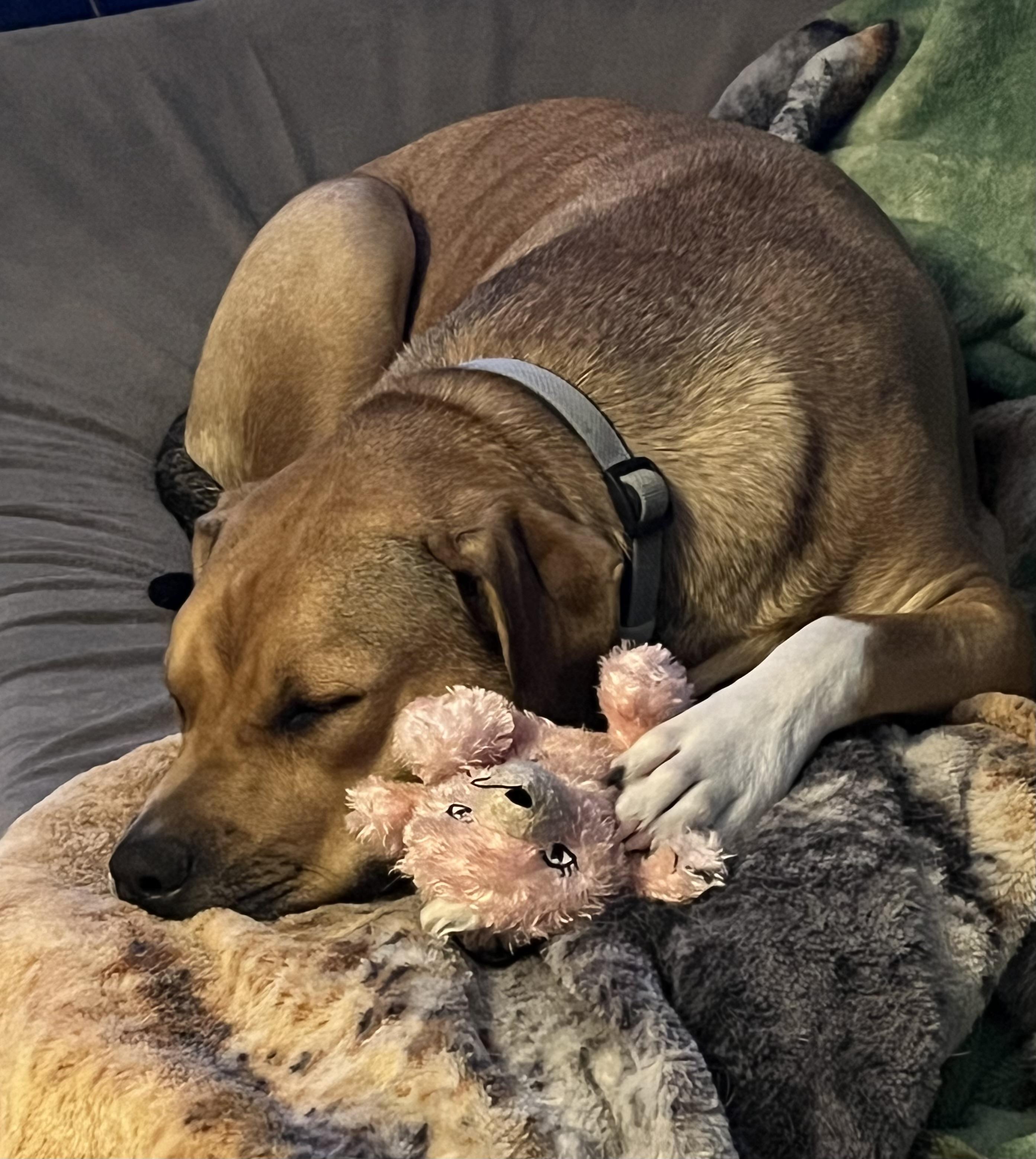 Ryder, a Adoptable mixed breed in Jerome, ID image 3/6