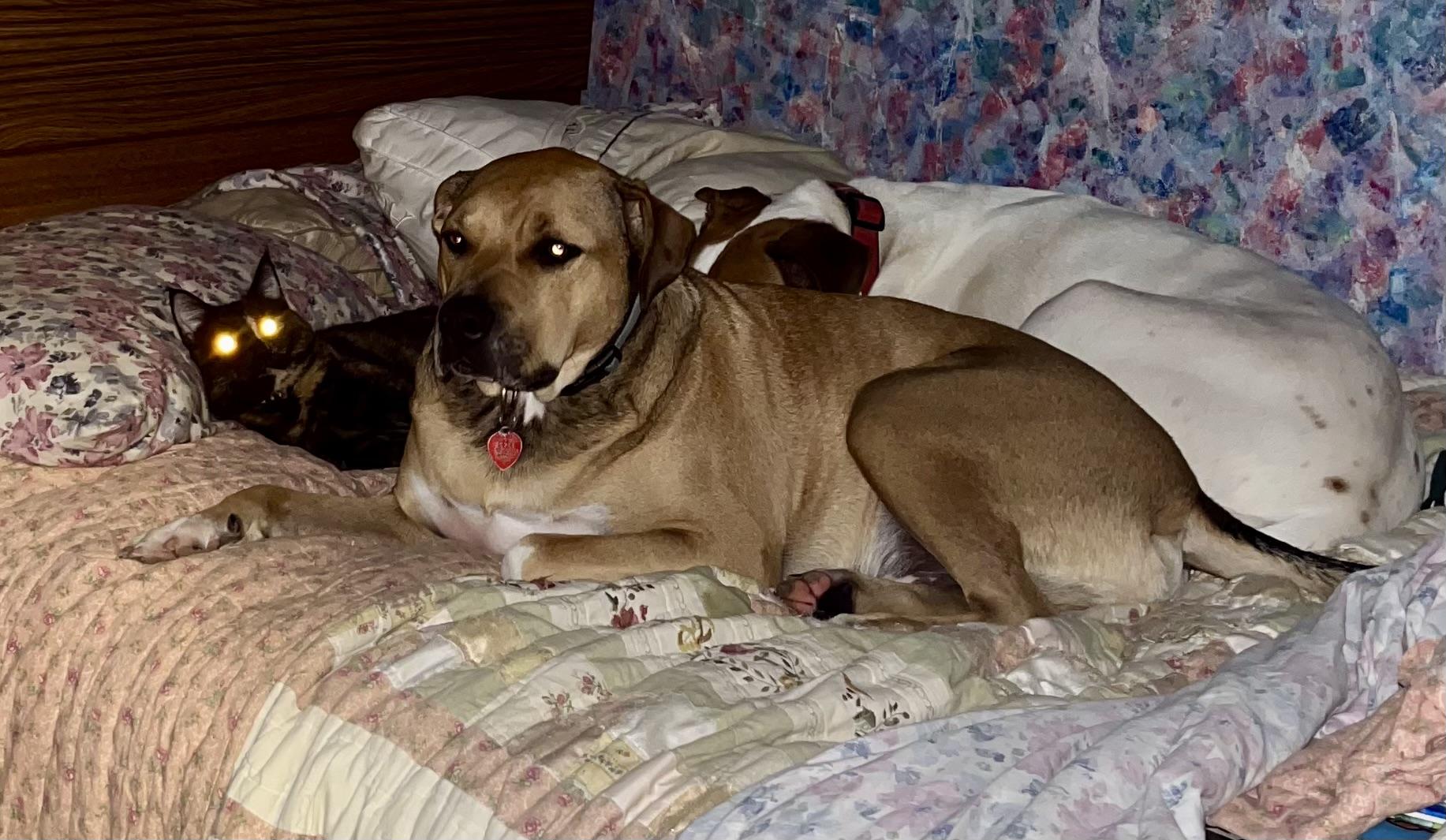 Ryder, a Adoptable mixed breed in Jerome, ID image 4/6