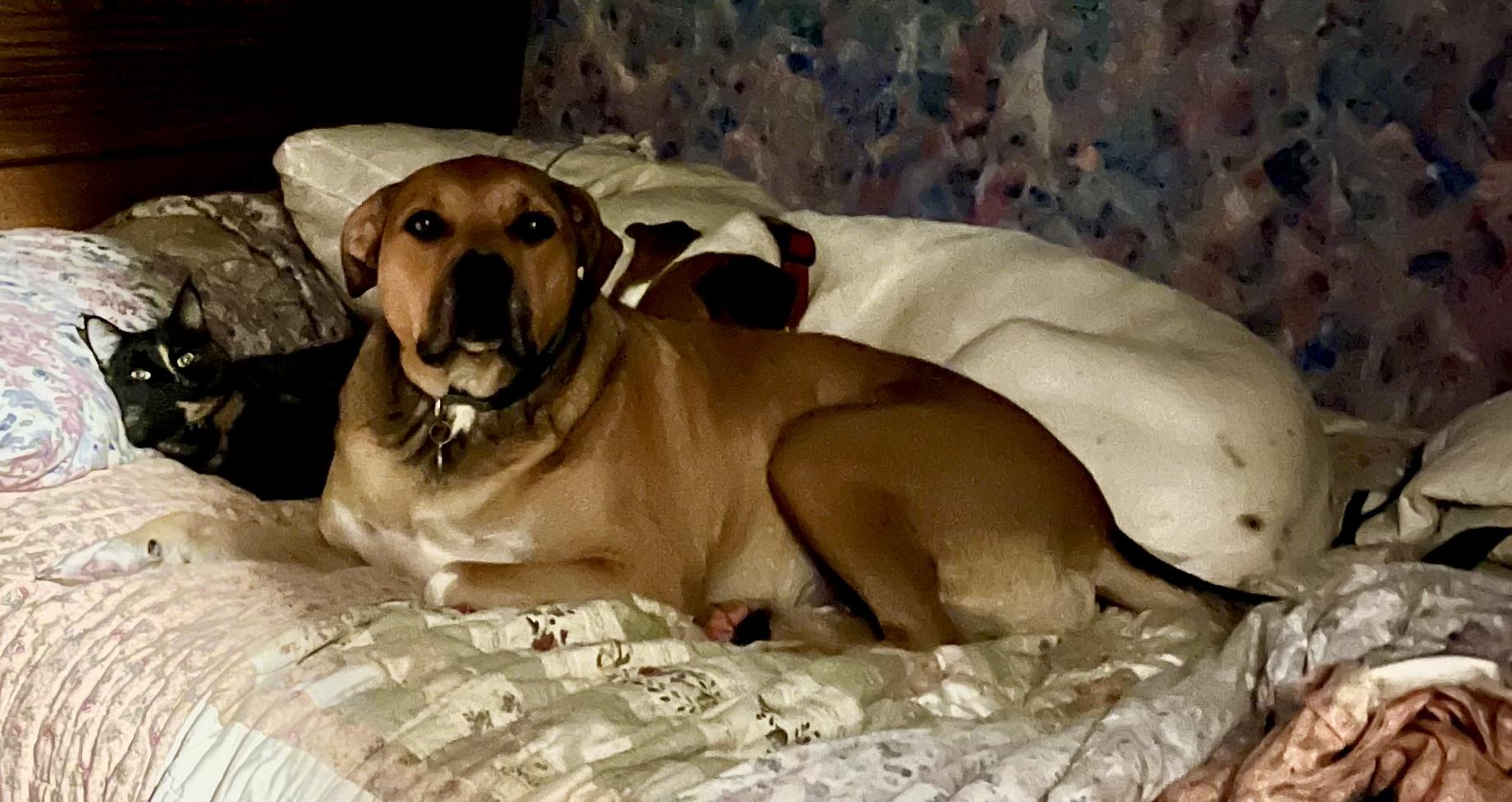 Ryder, a Adoptable mixed breed in Jerome, ID image 5/6