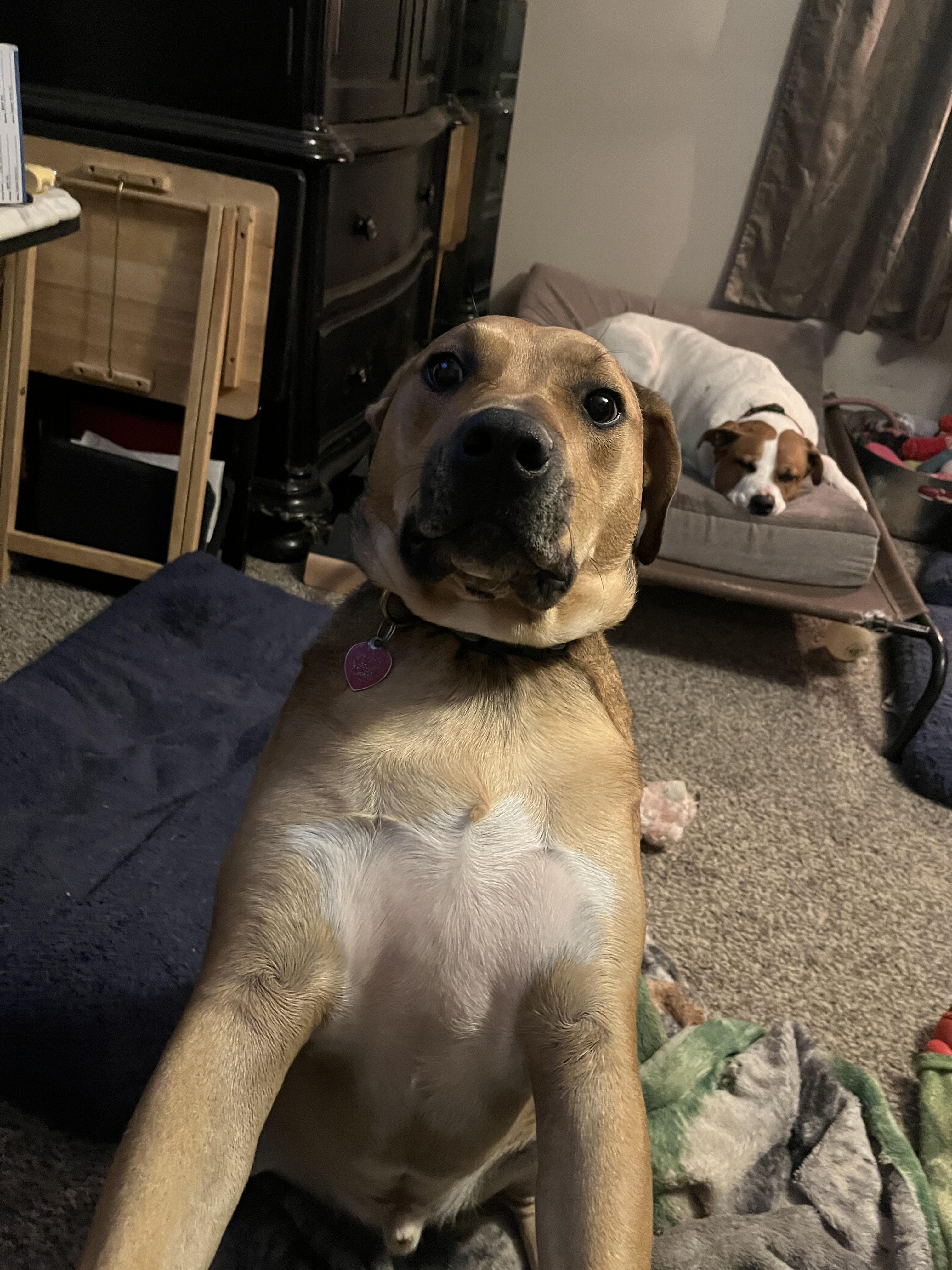 Ryder, a Adoptable mixed breed in Jerome, ID image 6/6