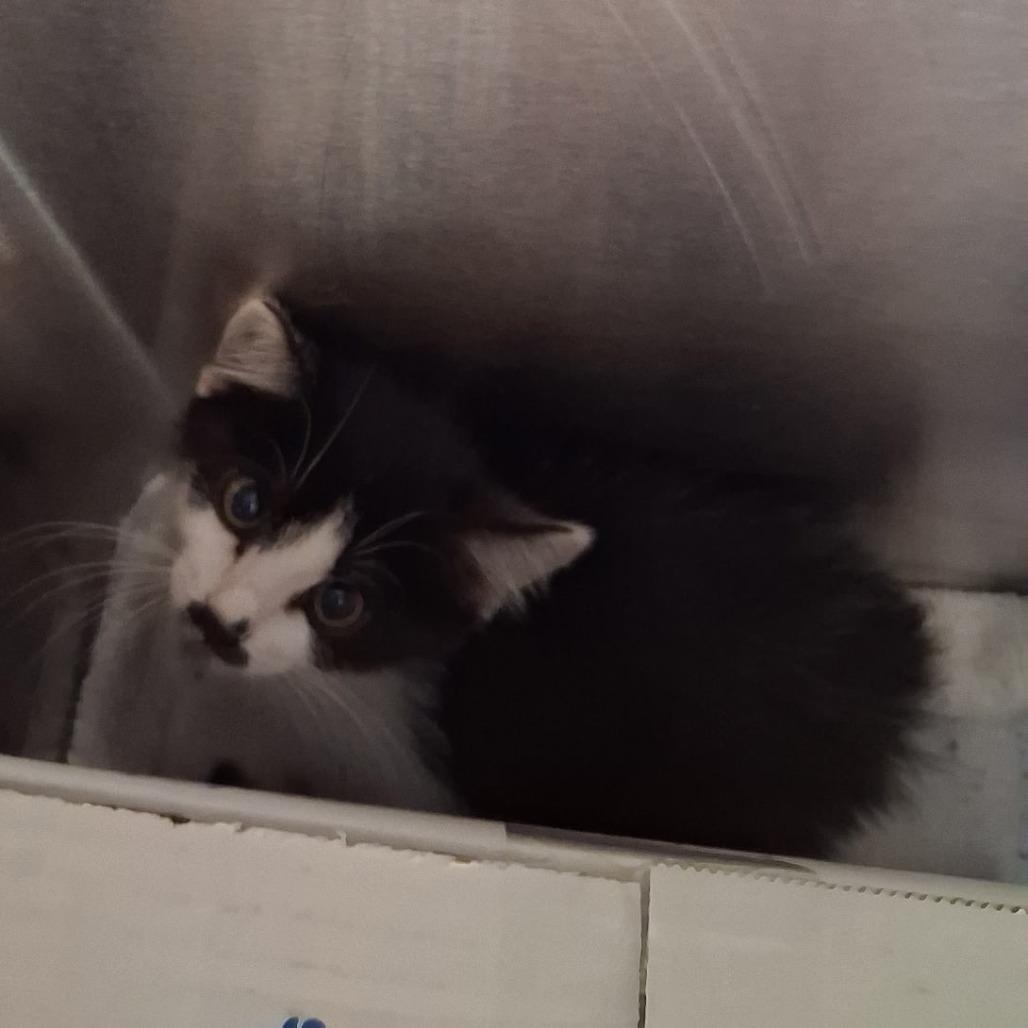 Dom, Adoptable, Kitten Male Domestic Medium Hair.