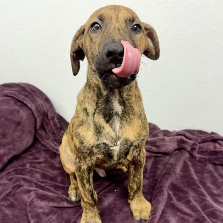 Mellow, an adopted mixed breed in Lubbock, TX image 2/3