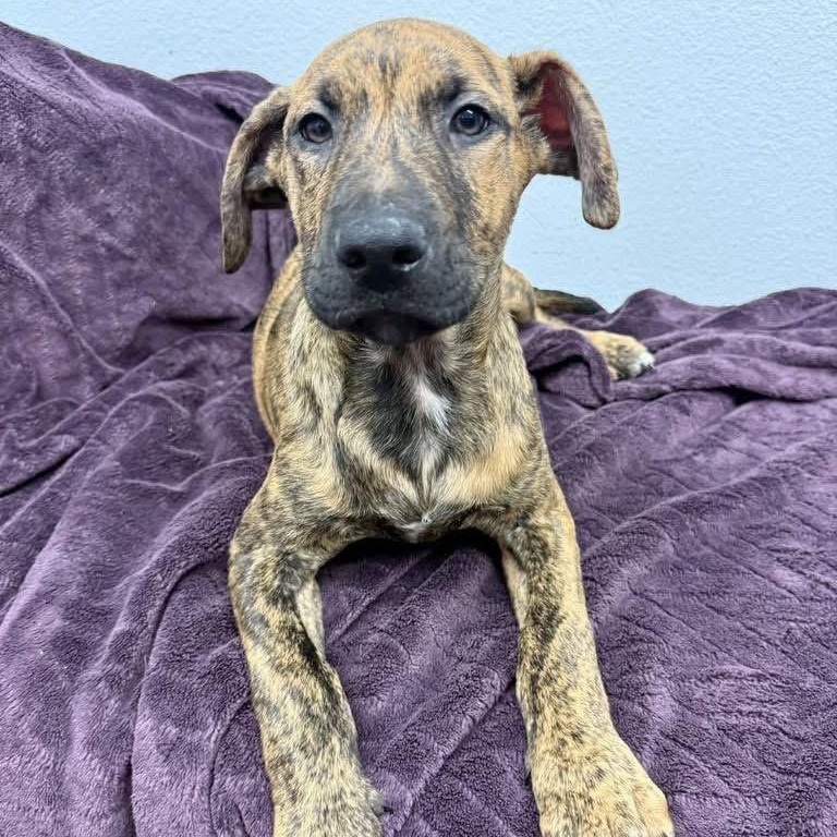 Mellow, an adopted mixed breed in Lubbock, TX image 3/3