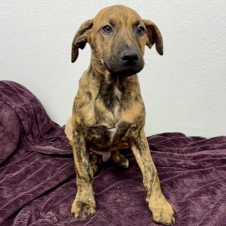 Mellow, adopted, Puppy Male Weimaraner.