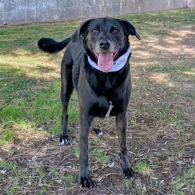 Enlarge BELLA, a Adoptable Labrador Retriever in Mesa, AZ image 1/1