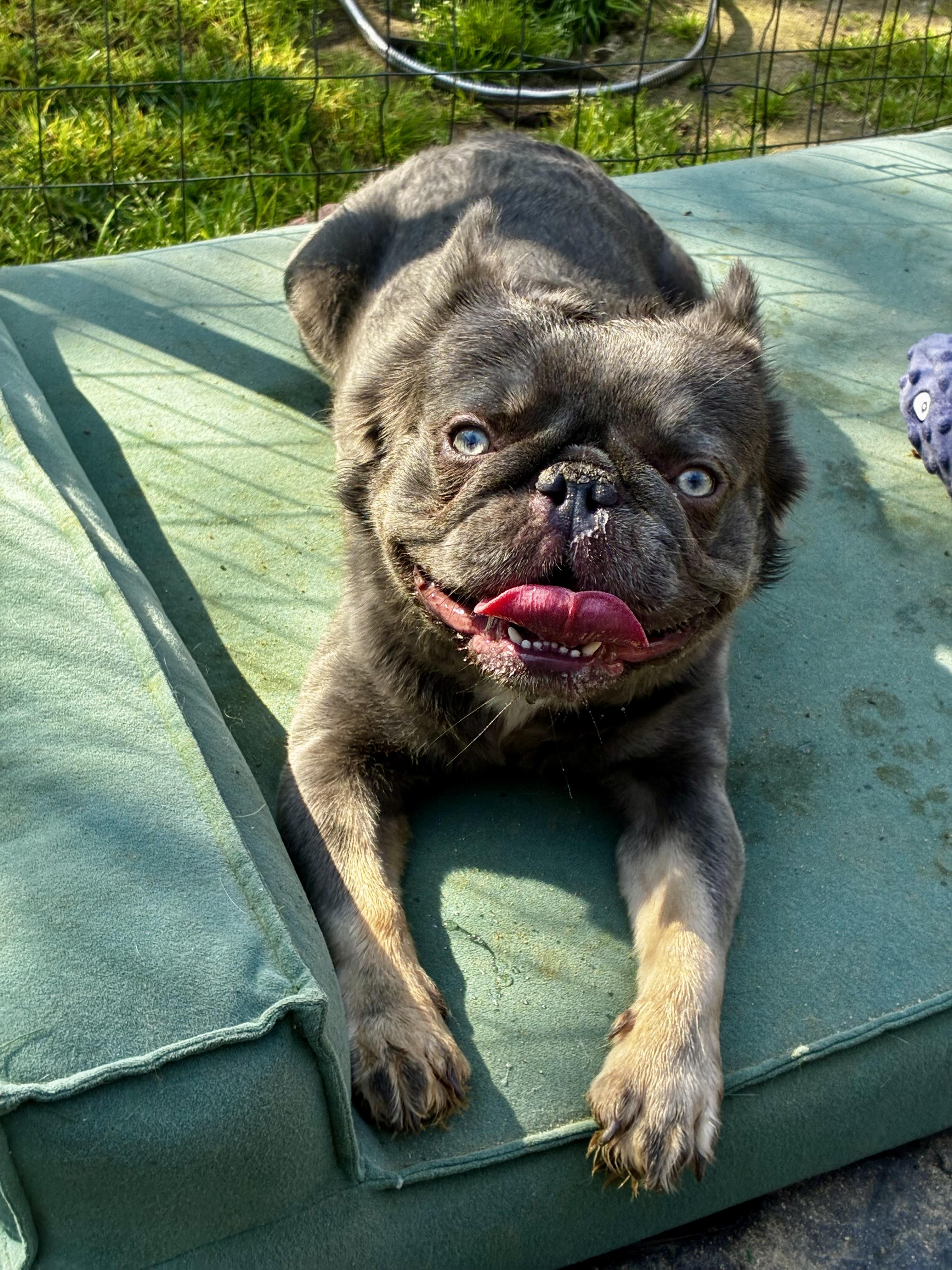 Bruno, a ADOPTABLE French Bulldog in Parlier, CA image 1/2