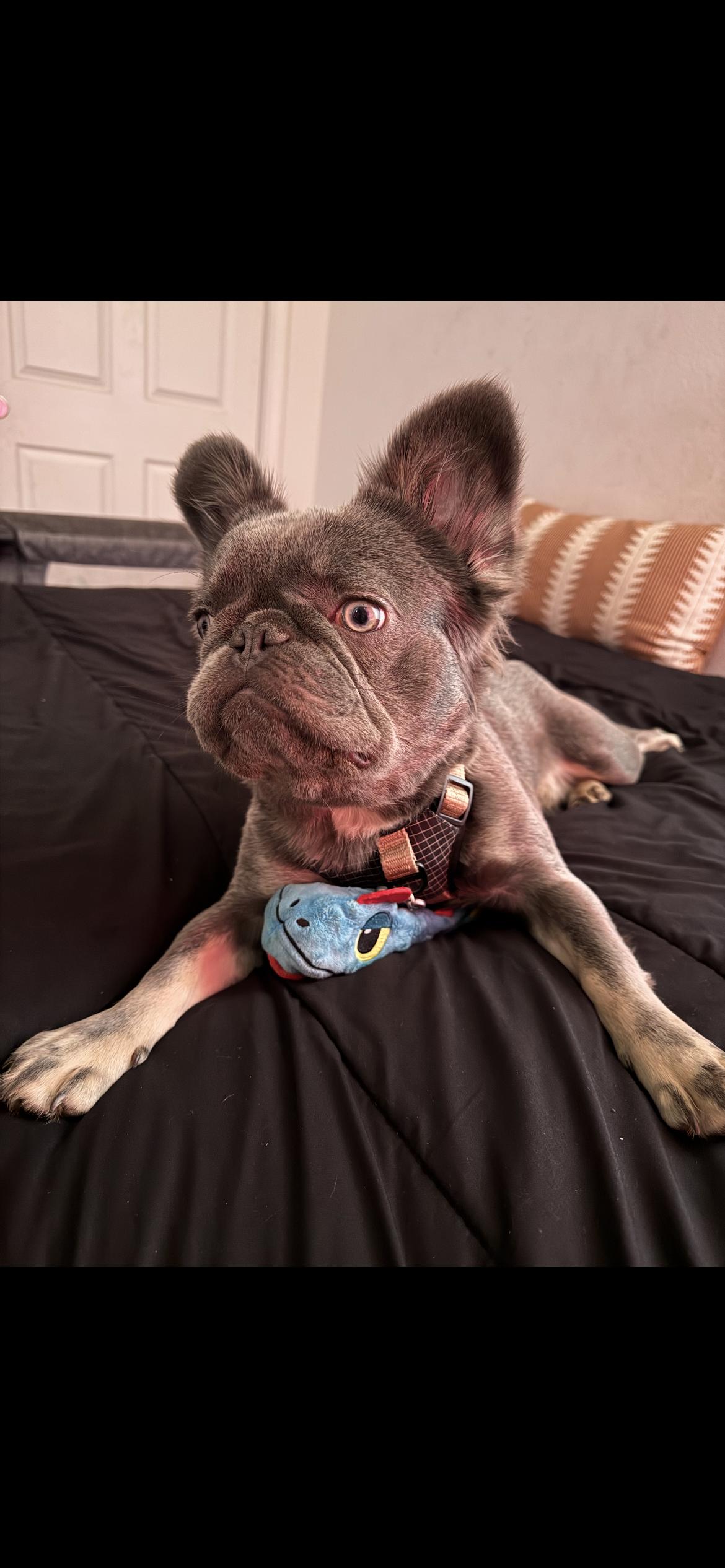 Bruno, a ADOPTABLE French Bulldog in Parlier, CA image 2/2