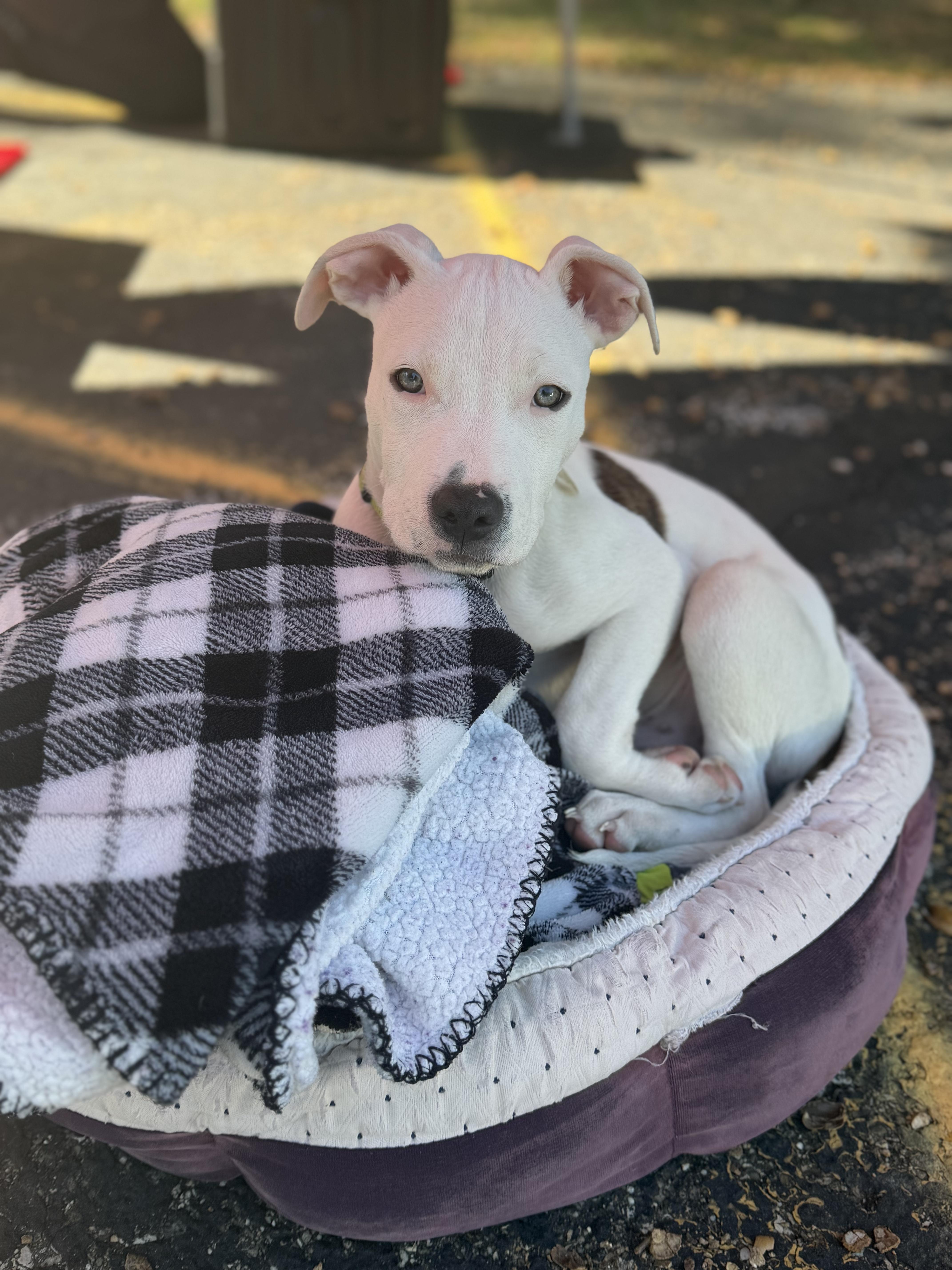 Enlarge Otis, a Adoptable mixed breed in Seville, OH image 3/6