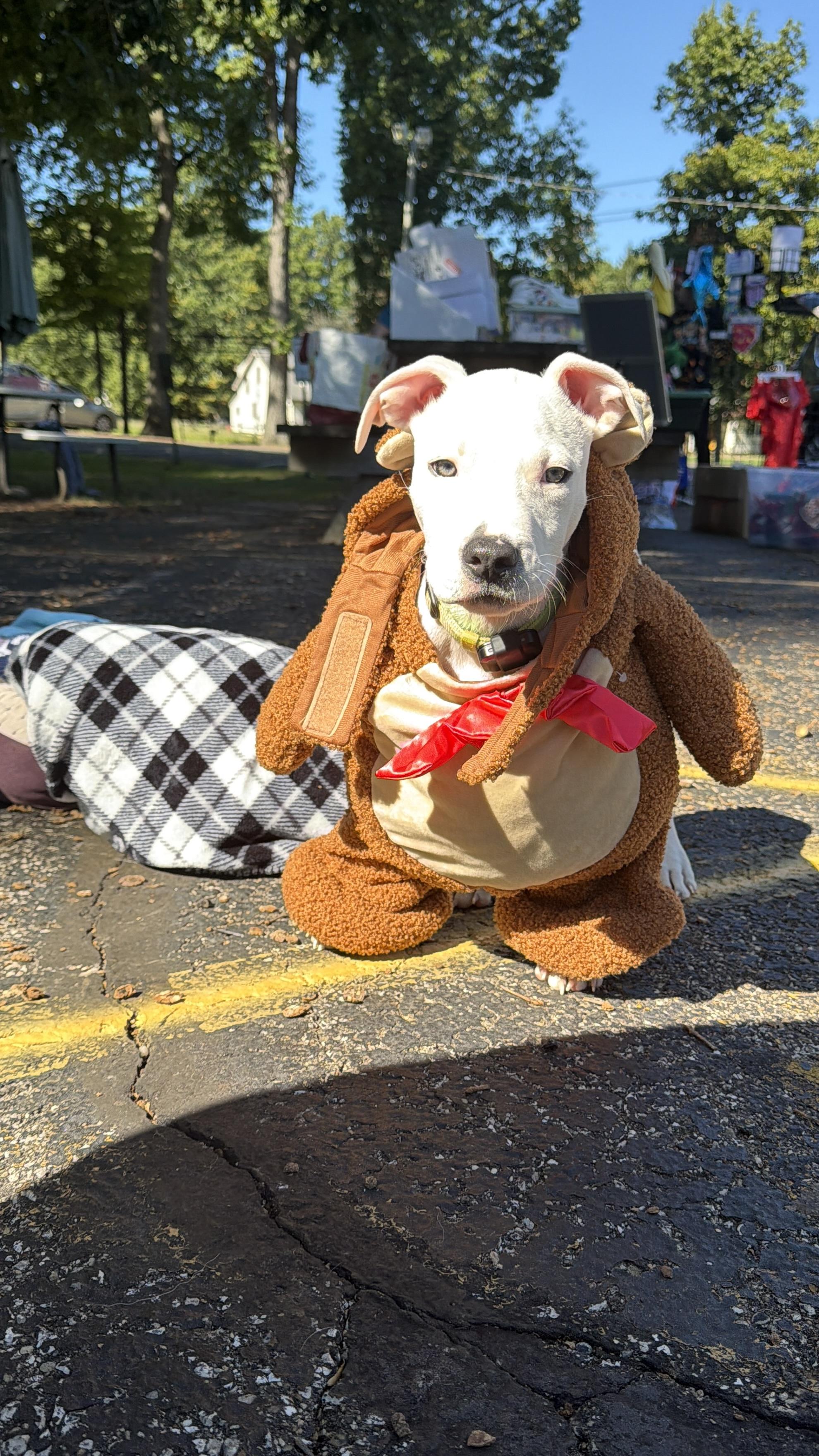 Enlarge Otis, a Adoptable mixed breed in Seville, OH image 2/6