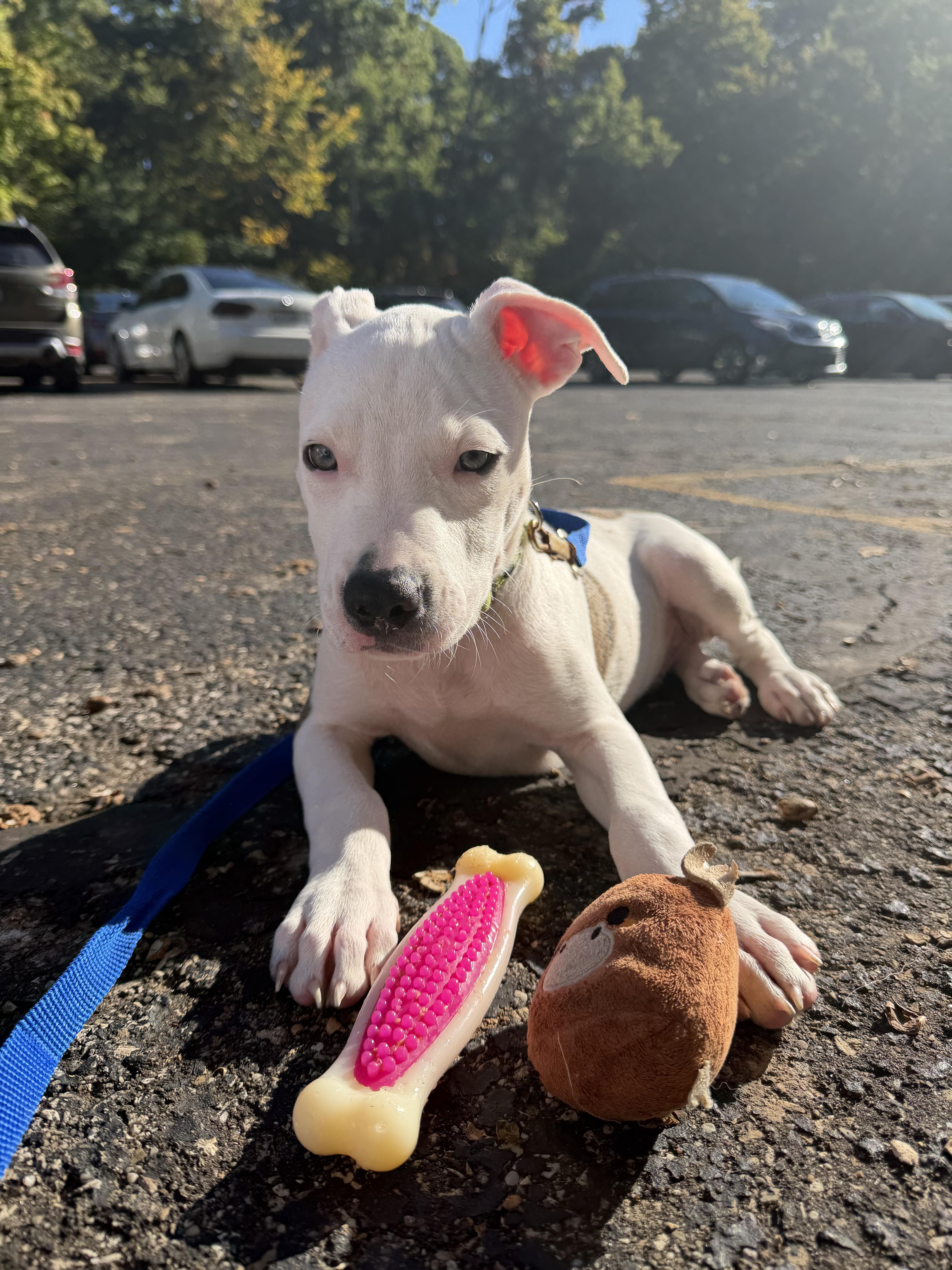 Enlarge Otis, a Adoptable mixed breed in Seville, OH image 5/6