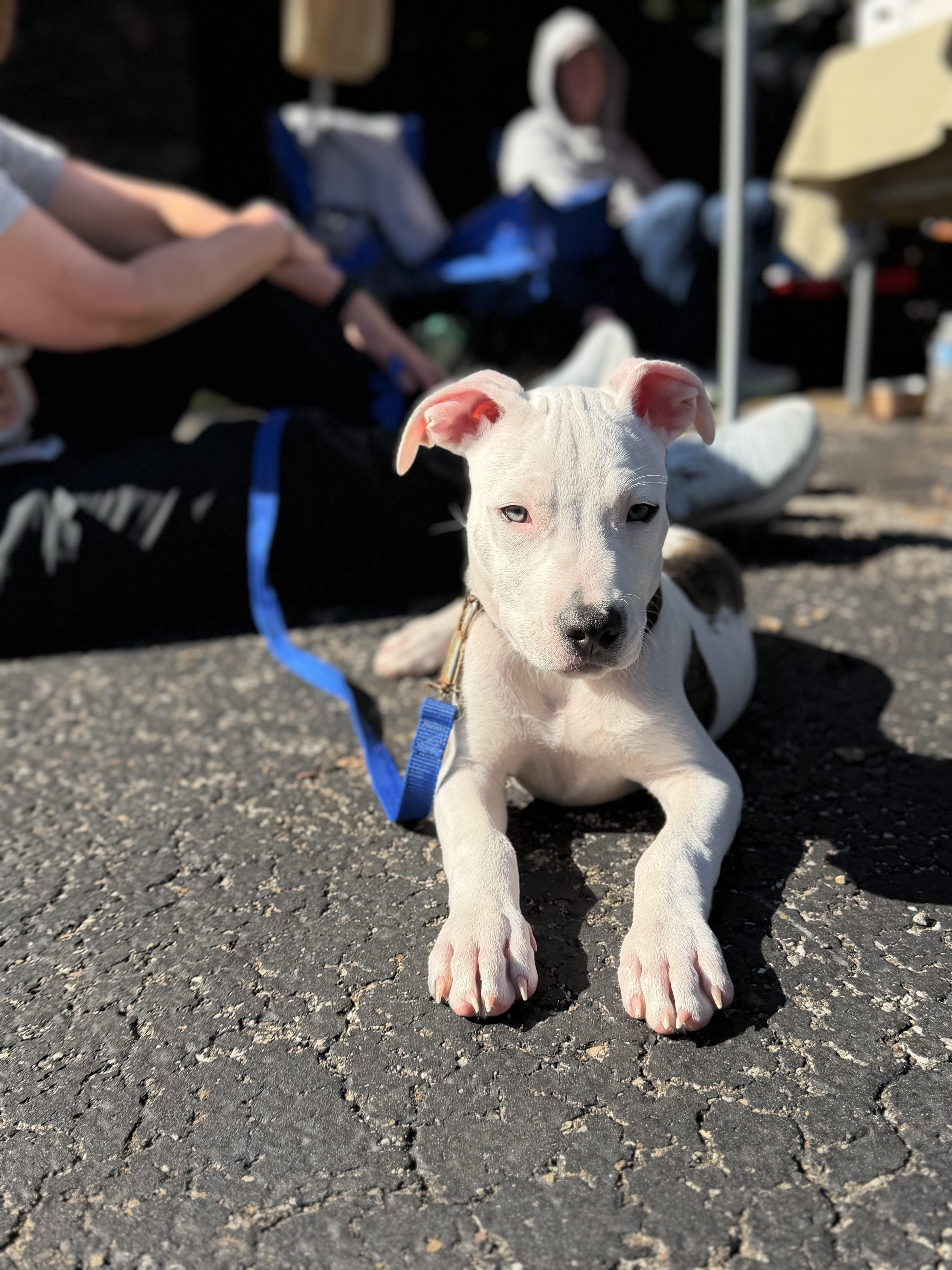 Enlarge Otis, a Adoptable mixed breed in Seville, OH image 4/6