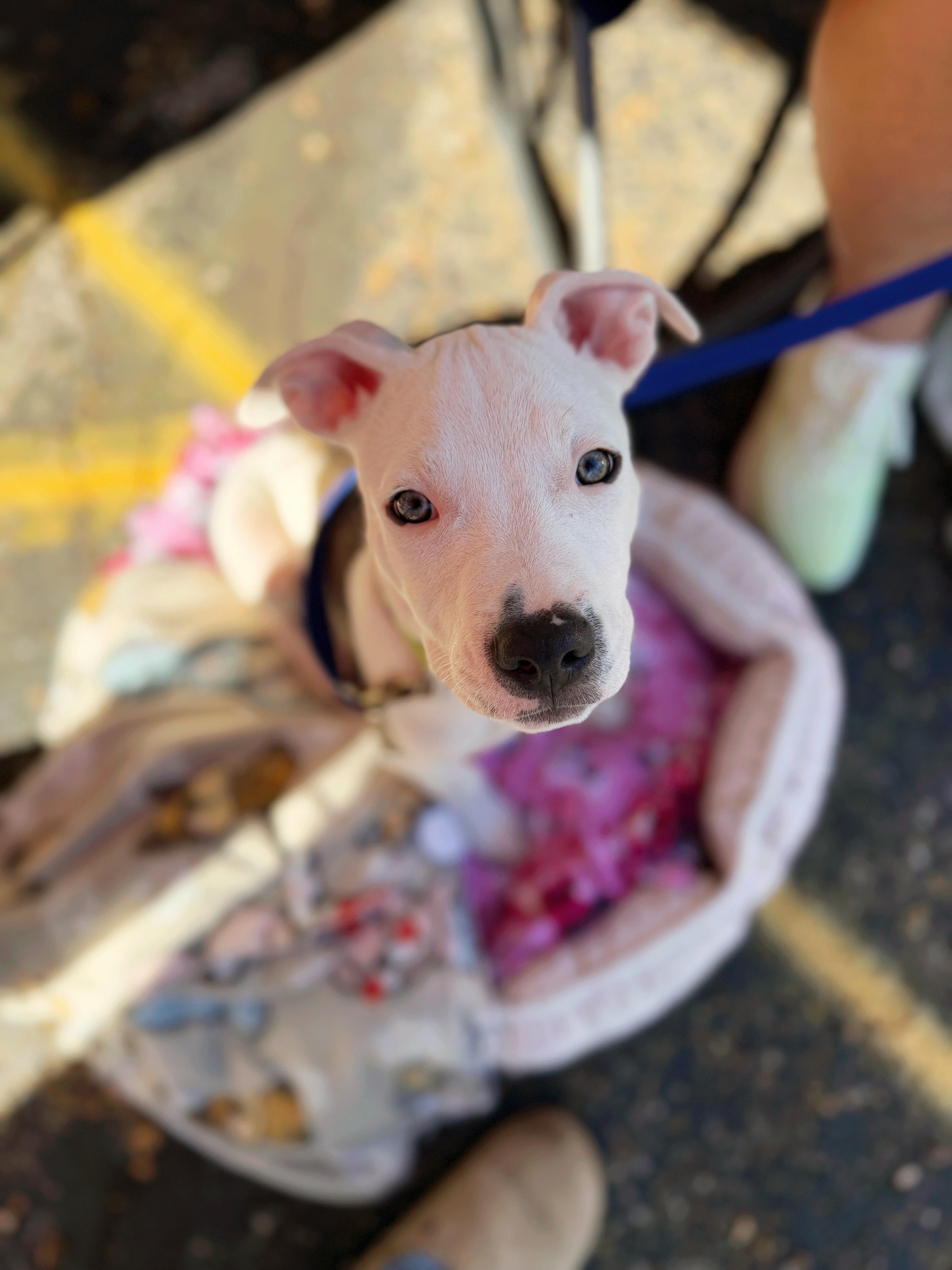Enlarge Otis, a Adoptable mixed breed in Seville, OH image 1/6