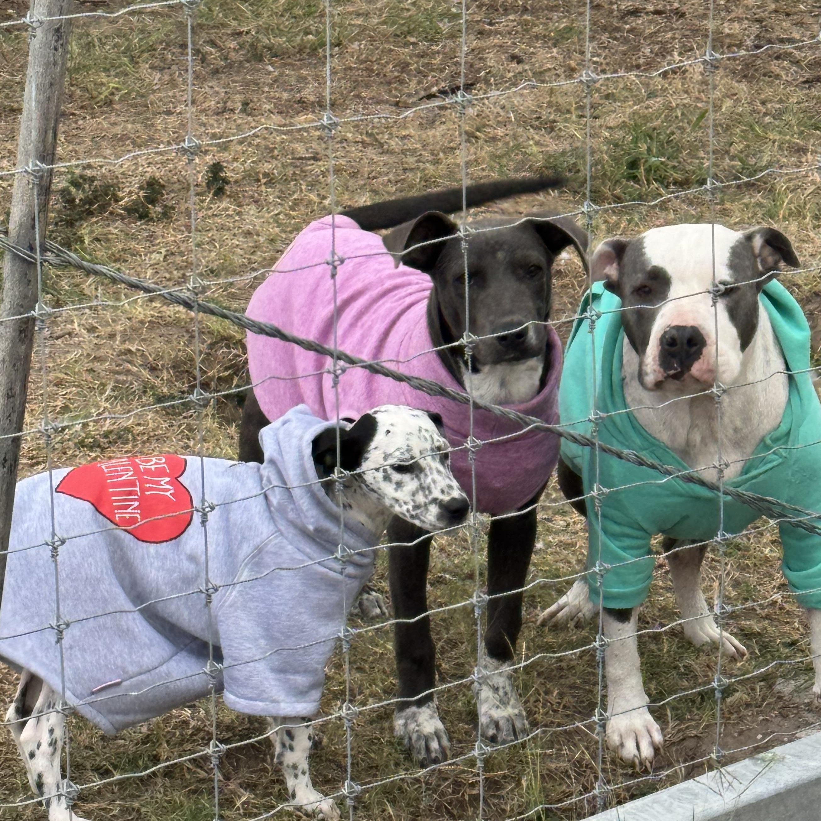 Enlarge Raine, a Adoptable Pit Bull Terrier in Ann Arbor, MI image 3/4