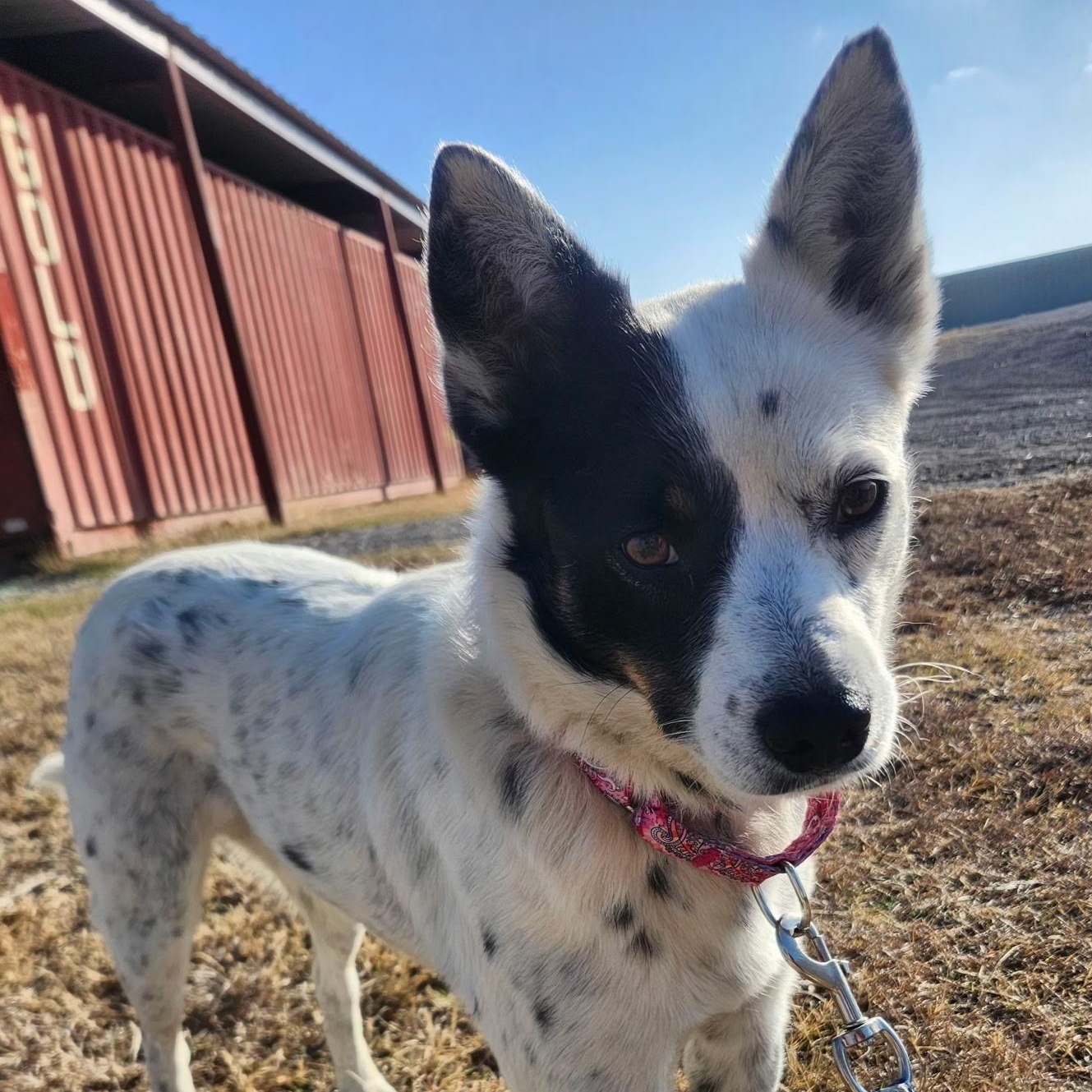 Enlarge ZOOMA, an adopted mixed breed in Weatherford, TX image 2/6