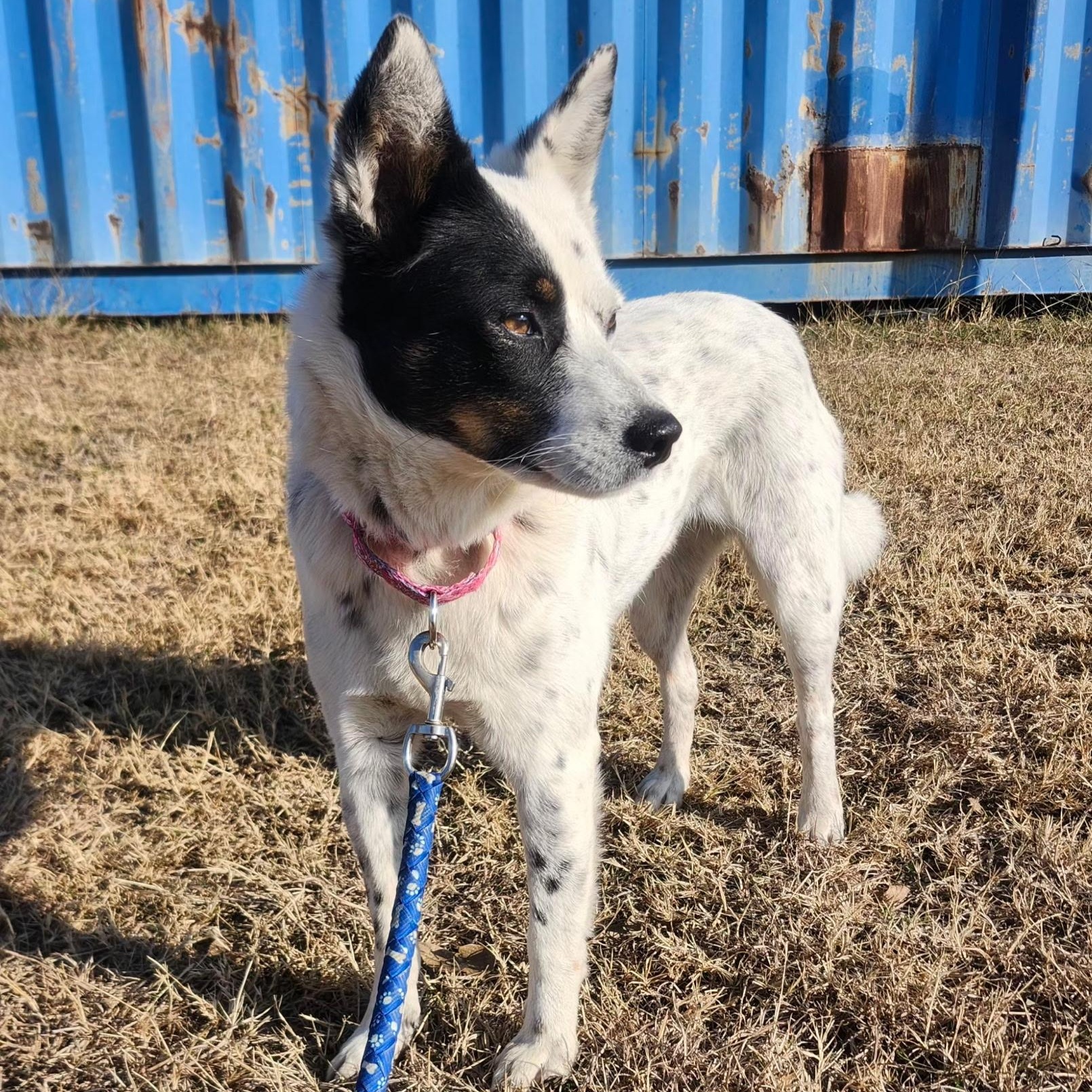 Enlarge ZOOMA, an adopted mixed breed in Weatherford, TX image 6/6