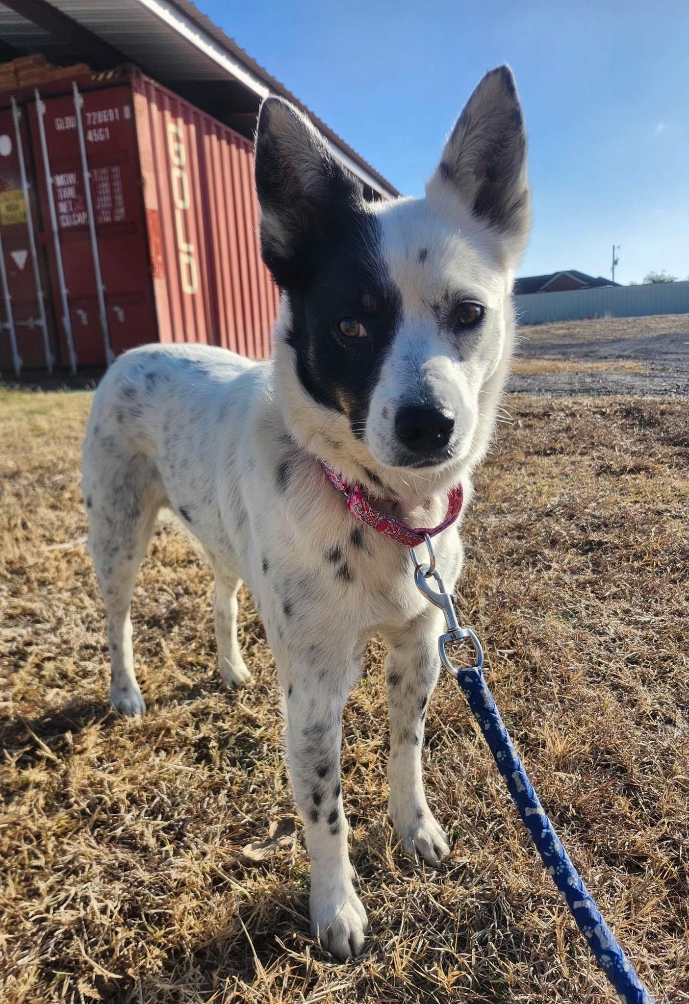 Enlarge ZOOMA, an adopted mixed breed in Weatherford, TX image 4/6